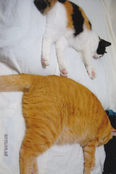 こんなに大きくなりました 画像2