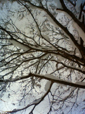 雪中ウォーキング　・・・♪ 画像3