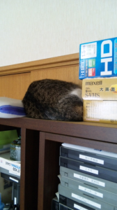 ○┼< バタッ 画像2