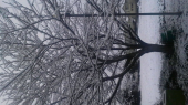 久々の雪景色 画像1