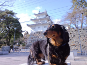 映画２本 画像2