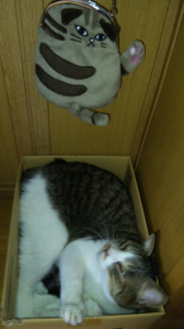Bです。 画像2