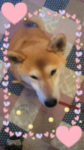 ☆こぎつねコンコン、山の中～♪ 画像1