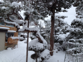 大雪警報発令中 画像1