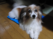 ☆お弁当再開（笑）☆ 画像1