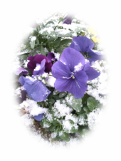 雪が降っていた 画像1