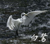 かさ。 画像3