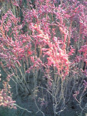 シチメンソウ 画像2