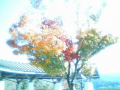 紅葉見物・・・