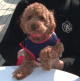 愛犬のビデオ（*^_^*）