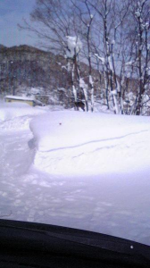 鹿に遭遇 画像2