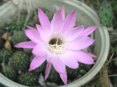 サボテンの花 画像1