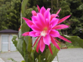 サボテンの花