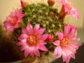 サボテンの花