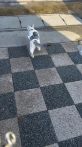2日で－3㎏(゜゜;) 画像2