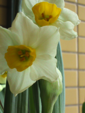 水仙花 画像1