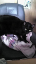 猫の日？