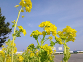 花って綺麗 画像2