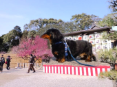 花って綺麗 画像3