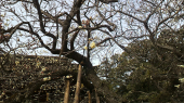 九州国立博物館 画像2