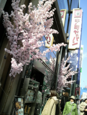 ☆桜咲く銀座☆ 画像1