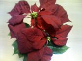 ちょっとクリスマス気分♪ 画像1