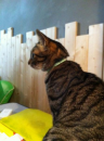 猫カフェ。。。