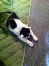 猫カフェ。。。 画像3