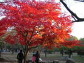 ＪＯＧ日記と写真(11/29曇)  画像3