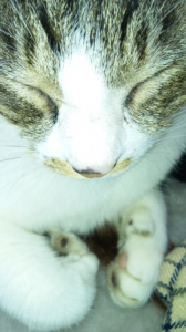 ε=(･д･｀*)ﾊｧ… 画像1