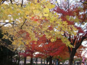 ＪＯＧ日記と写真(11/30曇)  画像1