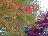 ＪＯＧ日記と写真(11/30曇)  画像2