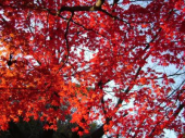 ＪＯＧ日記と写真(11/30曇)  画像3