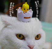 「カウンタック　リバース！」 画像2