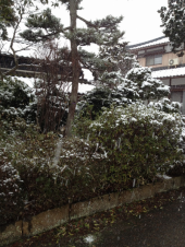 雪！！！！ 画像1