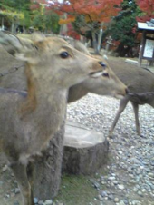奈良公園⇒腹痛 画像1