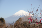 来月2日から復帰 画像2