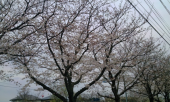 ８分かな？ 画像1