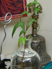 下町チャリ　朝ヨガ 画像3