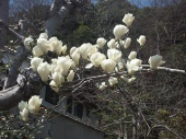 お花見・・ 画像3