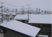 花見がしたーい！　・・・♪ 画像1