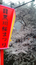 チャリ花見週間。目黒川。