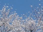 桜押し 画像1