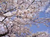 桜　満開 画像3