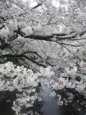 ひとり花見ラン。 画像2