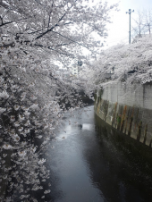 ひとり花見ラン。 画像3