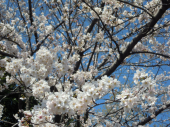 お花見とんかつ 画像1