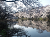 花見ラン５０ｋｍ  in井の頭公園 画像2