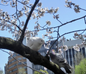 上野恩賜公園 画像3