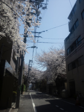 ひとり花見ラン２。 画像2